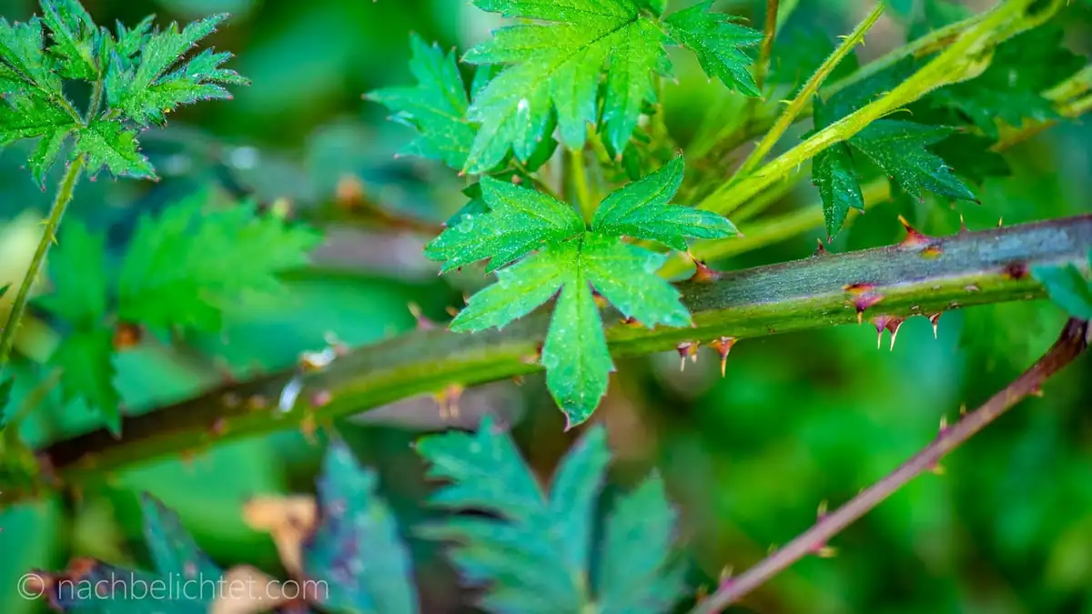 So schneidet und entfernt man Brombeeren gefahrlos